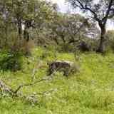 Click para ampliar. BARCARROTA - Tumulo dólmen de Enmedio . Badajoz